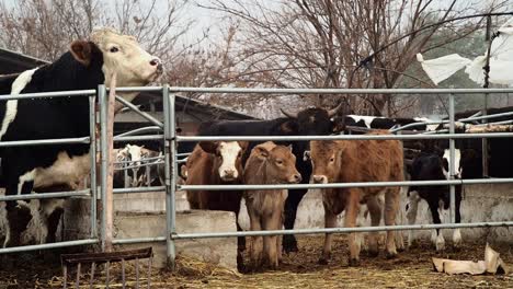 Cows-and-Calves-Waiting-for-Food