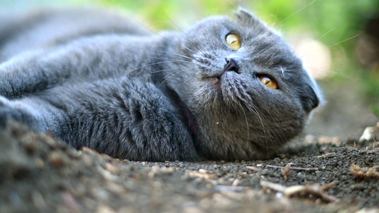 Scottish Fold kat med orange øjne, der hviler i en have