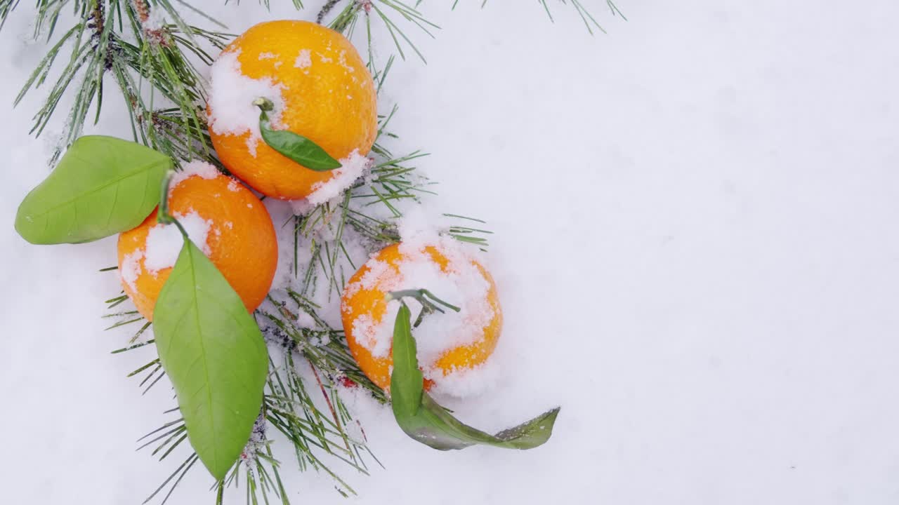 Snötäckta apelsiner på tallgrenar