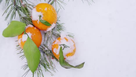 naranjas cubiertas de nieve en ramas de pino