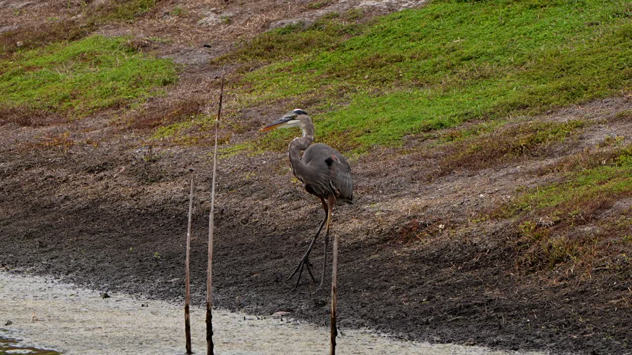 Great blue heron on the edge of a lake flies away