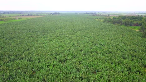 vista aérea de una gran plantación de plátanos en un día soleado