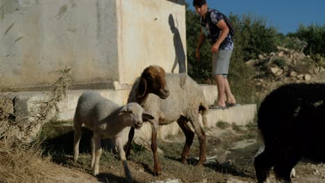 Sheep-drinking-water