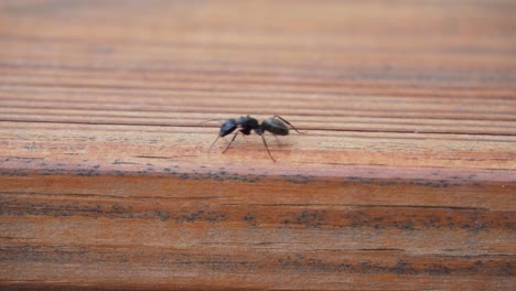 Forrajeando-Hormiga-Carpintera-Negra,-Fondo-De-Madera-En-Cámara-Lenta