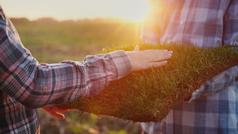 the hand of a female farmer touches a piece of land where green grass grows at sunset