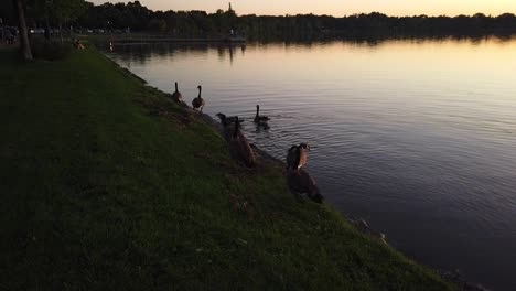 Patos-En-El-Lago-Al-Atardecer