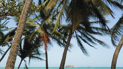 palmeras ondeando al viento en la hermosa playa de aguas azules en tobago