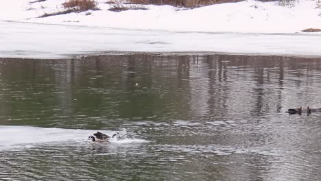 geese on frozen lake in maniwaki take off and glide into the cold march water