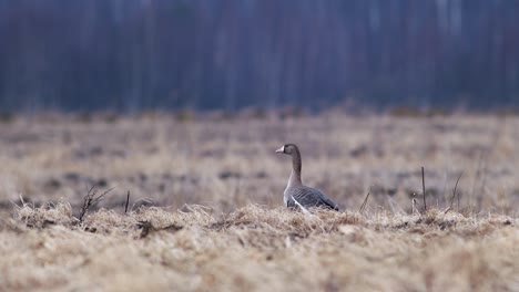 Große-Herde-Von-Blässgänsen-Und-Anderen-Gänsen-Während-Des-Frühjahrszugs,-Die-Sich-Auf-Der-Wiese-Ausruhen-Und-Fressen,-Heben-Ab