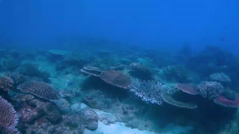 探索海洋底部的珊瑚礁 澳洲珊瑚礁