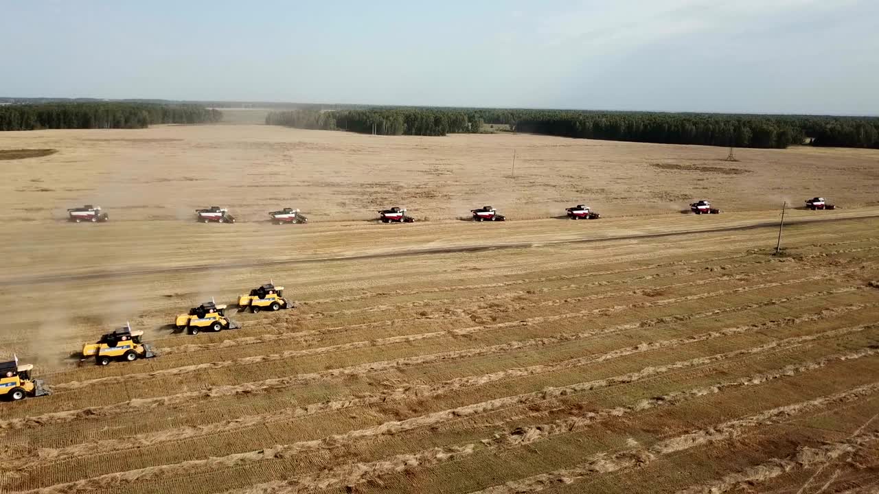 la cosecha en el campo