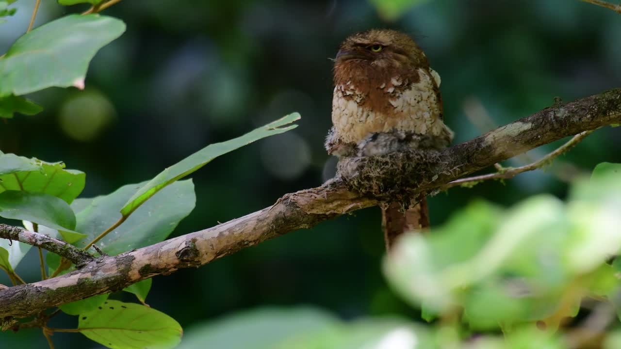 javan frogmouth 또는 horsfield의 frogmouth는 태국 및 기타 아시아 국가에서 발견됩니다.