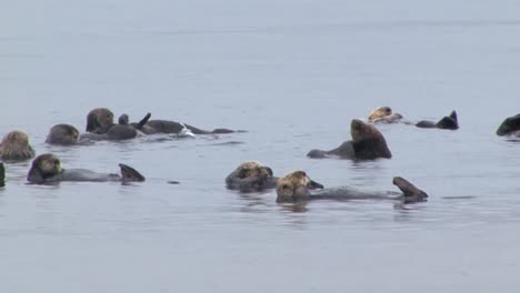 colony of sea otters grooming themselves and floating in the shallow waters of the ocean, sitka, alaska