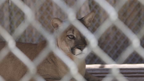 pantera de florida acostada en la sombra detrás de un recinto cercado
