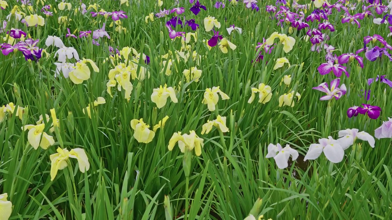 Campo denso di iris giapponesi gialli, viola e bianchi ondeggia dolcemente, mostrando la vivida varietà di fioriture celebrate durante la stagione del festival degli iris di inizio estate a Tokyo.