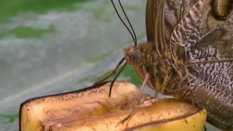 brown butterfly eats a banana