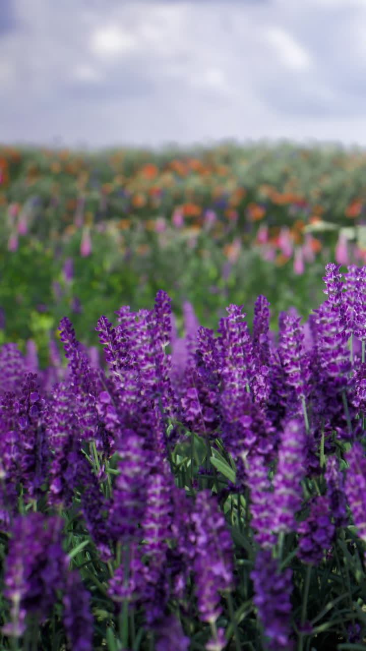 Vibranti fiori di lavanda in un campo colorato durante un soleggiato pomeriggio primaverile