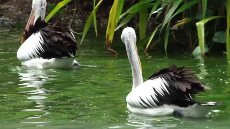 White-and-black-feathered-pelicans-swim-floating-gracefully-in-tropical-pond