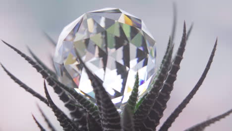 slow motion rack focus onto crystal on a succulent