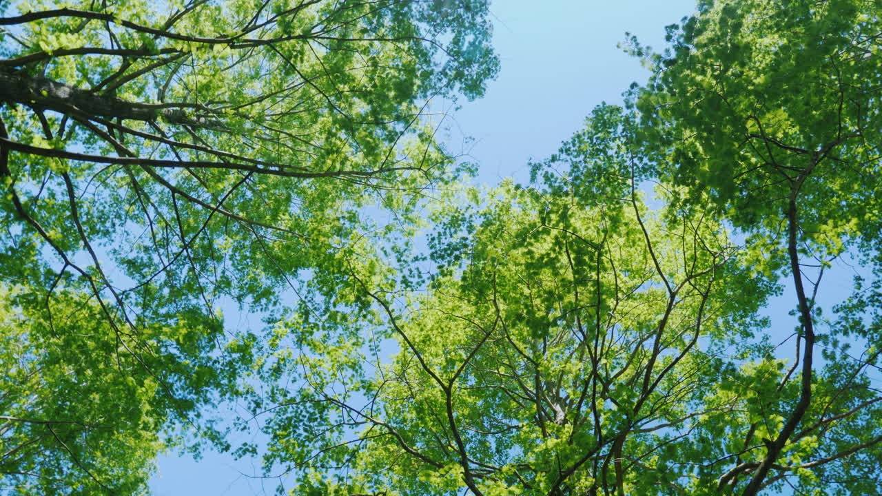 녹색 나뭇가지 아래에서 회전 04