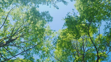 Spinning-Under-Green-Tree-Branches-04