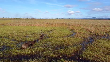 a family of wild capybaras in their natural habitat