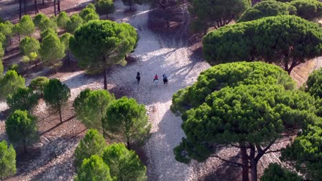 Horsemen-chasing-bulls-through-the-forest,-aerial-view