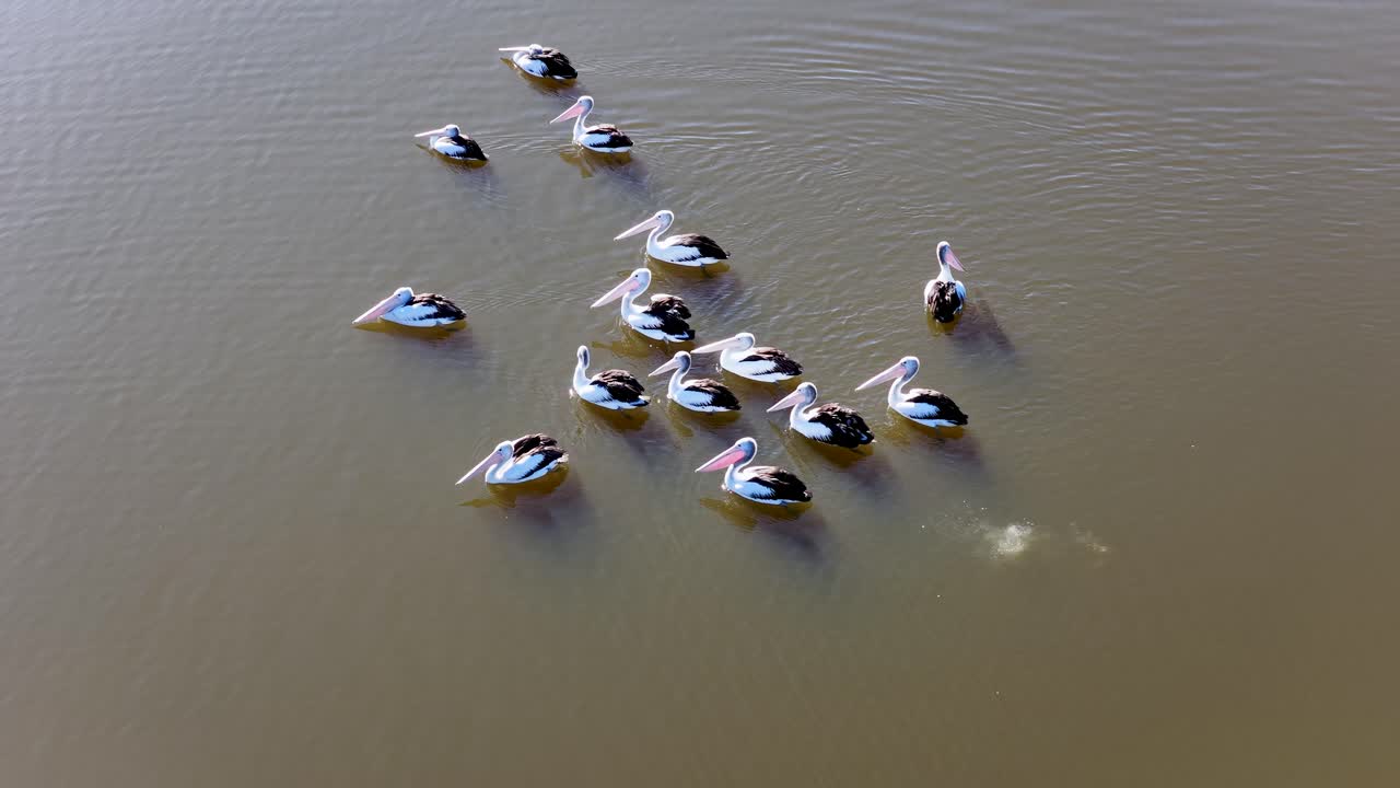 A group of Australian pelicans glides across calm lake water, captured from above in soft daylight. The camera remains steady, emphasizing coordinated movement