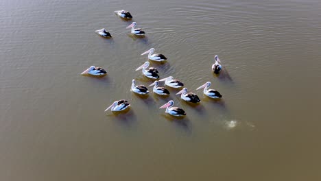 a group of australian pelicans glides across calm lake water, captured from above in soft daylight. the camera remains steady, emphasizing coordinated movement