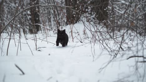 black cat running through the snow towards the camera in slow motion