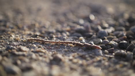 worm crawling on a dusty gravelroad on a misty morning