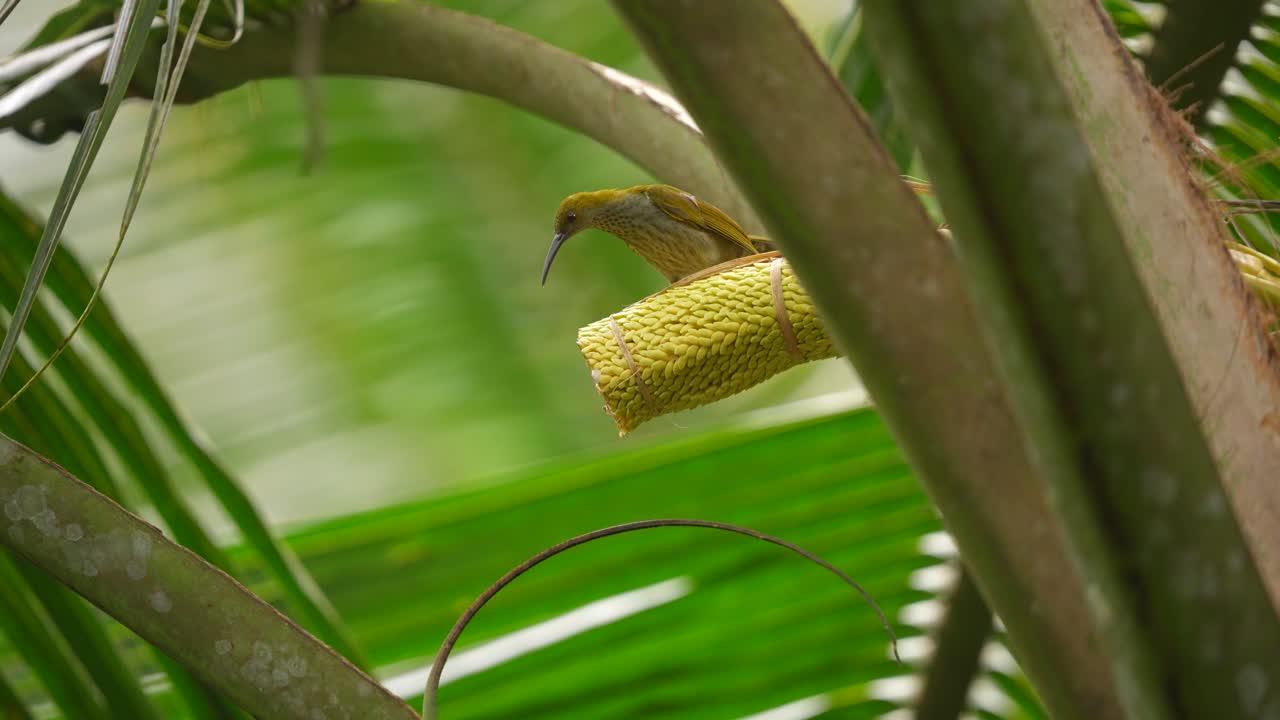 pequeño pájaro cazador de arañas o arachnothera longistra en un árbol de coco