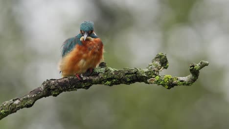 Martín-Pescador-Euroasiático-Con-Plumaje-Vibrante-Se-Sienta-En-La-Rama-De-Un-árbol-Mira-A-Su-Alrededor,-Tele