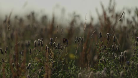 butterfly flies between wildflowers in meadow to get nectar, low angle
