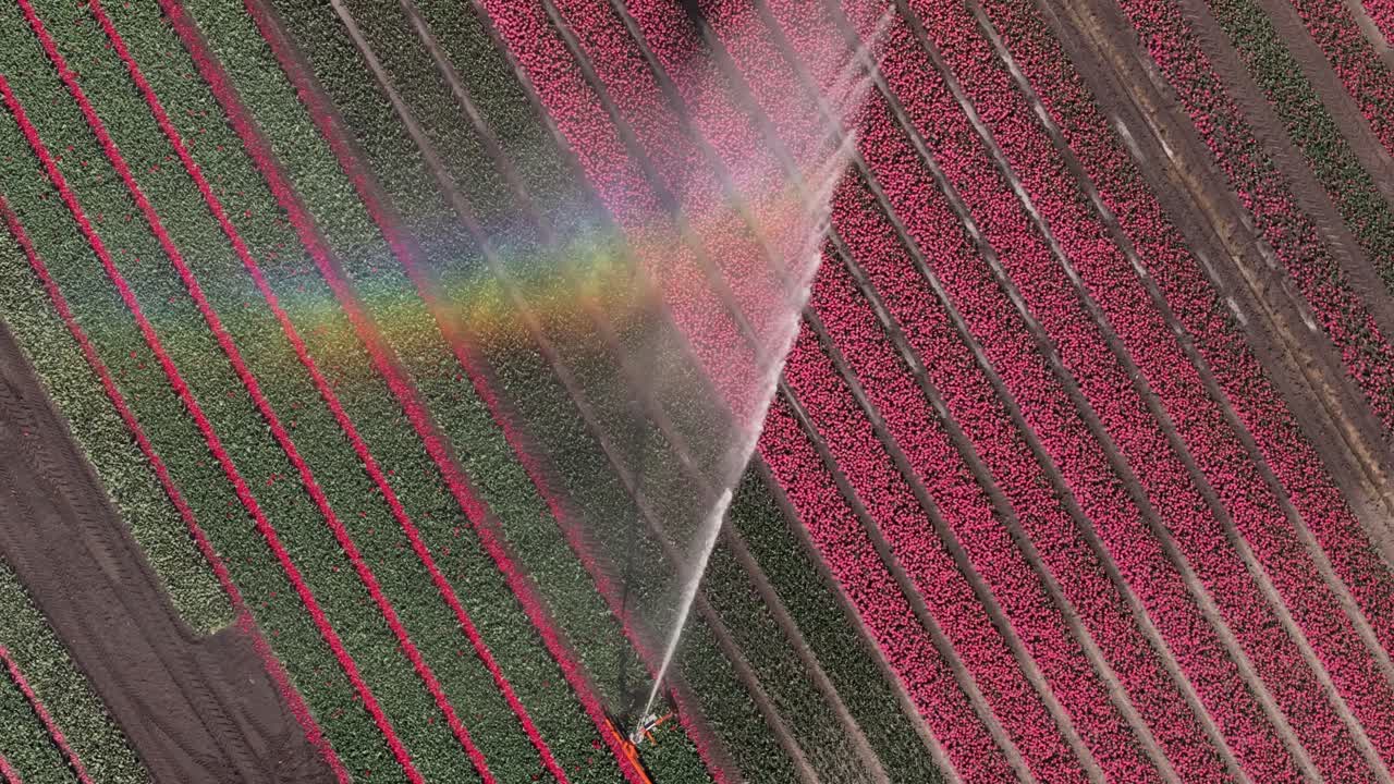 Vista aerea di campi di tulipani colorati con spruzzi arcobaleno da un sistema di irrigazione