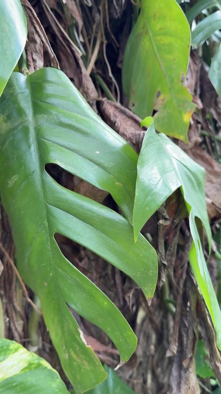 Primo piano di foglie di Monstera tropicale che crescono su un tronco d'albero