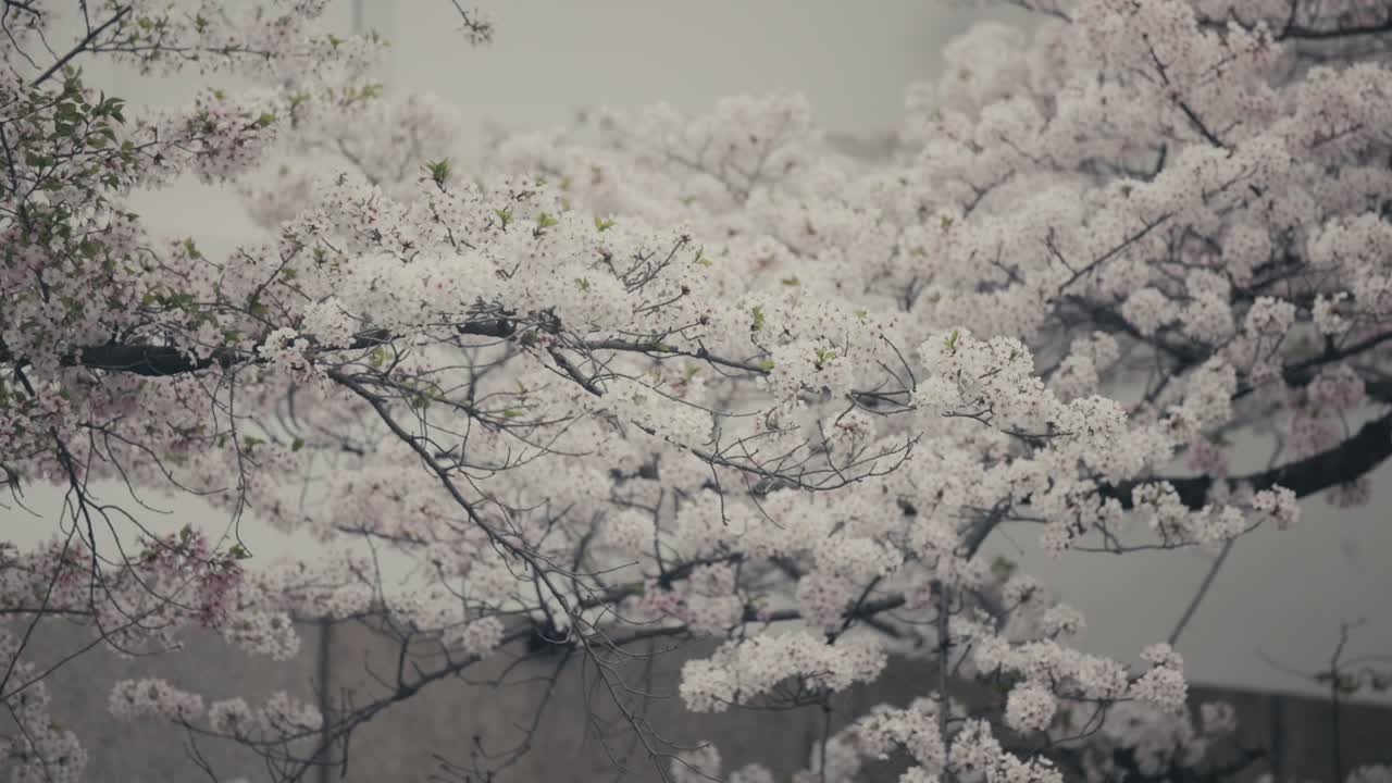 Delicati fiori di ciliegio in primavera