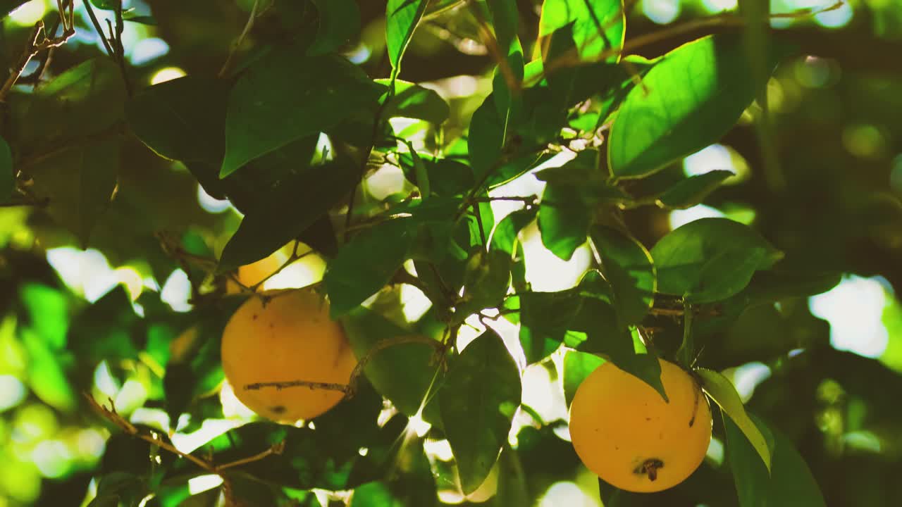 Two juicy orange fruits hang from a tropical tree in California