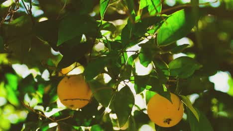 two juicy orange fruits hang from a tropical tree in california