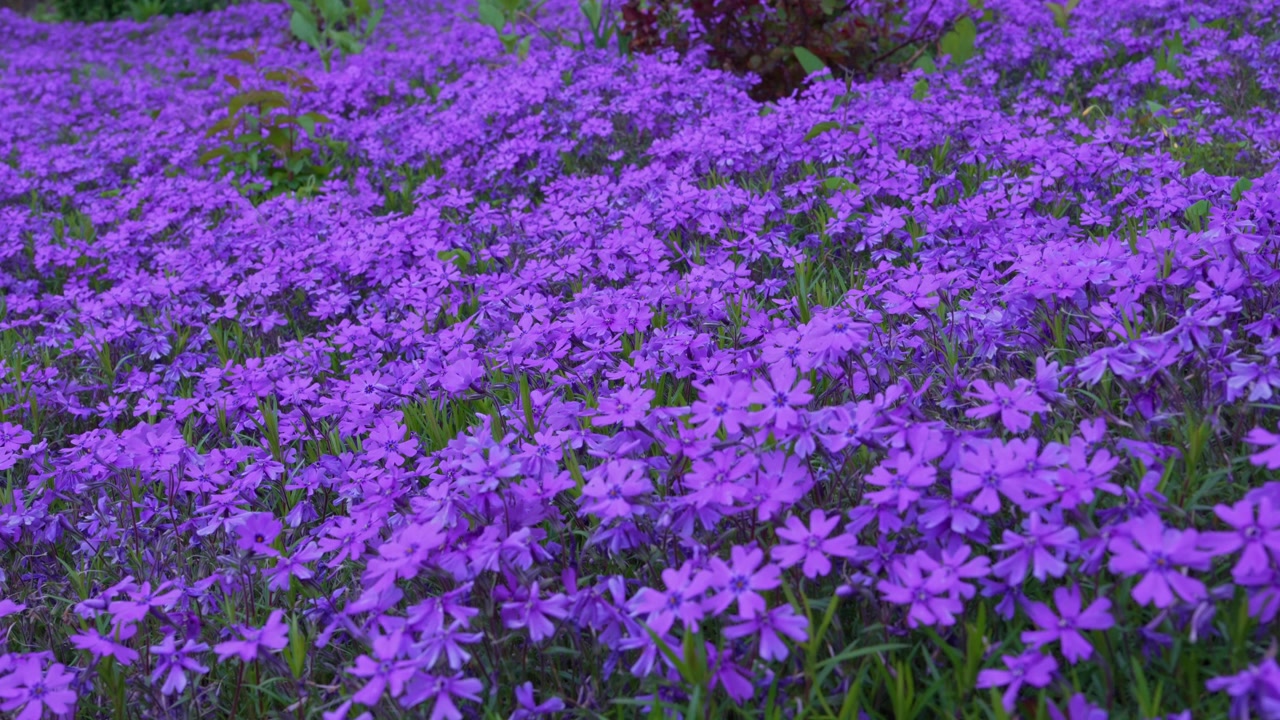 Tæt tæppe af levende protonlilla blomster fylder den smukke havejord og blomstrer ud over et frodigt forårsparklandskab