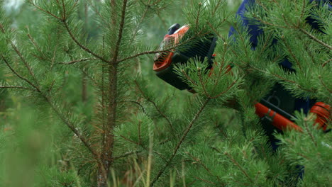 Clarificación-De-Las-Zonas-Forestales-Donde-Se-Plantan-Pinos-Jóvenes.