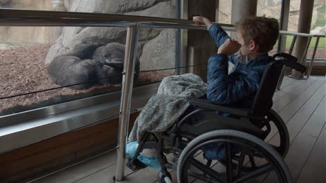 un niño en silla de ruedas tiene curiosidad por los chimpancés del zoológico.