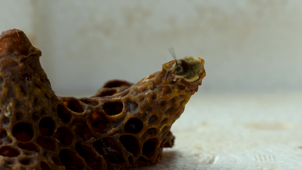 Rare macro close-up of a queen bee emerging head first from a queen cell, capturing a critical stage in the honey bee life cycle and colony development
