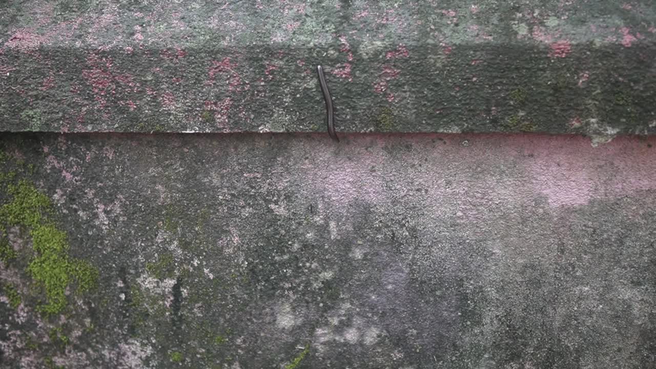Black worm moving on a wall