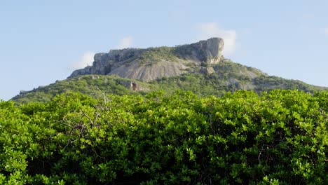 位於加勒比海的庫拉考 (curaçao) 曼格羅夫森林的塔貝爾伯格 (tabelberg) 山頂