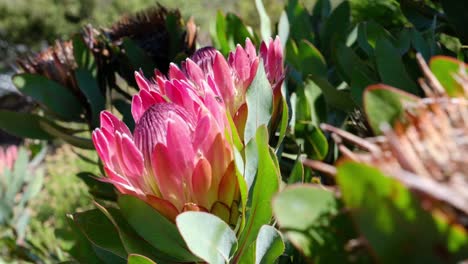 pink king protea rocks in the wind