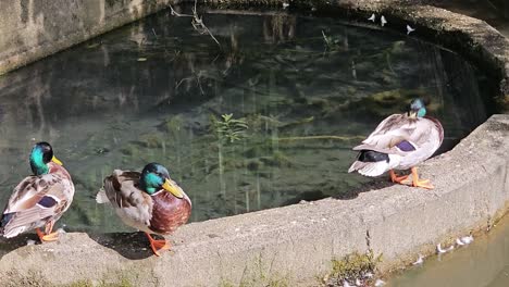 three duck sits on a ledge near a body of water