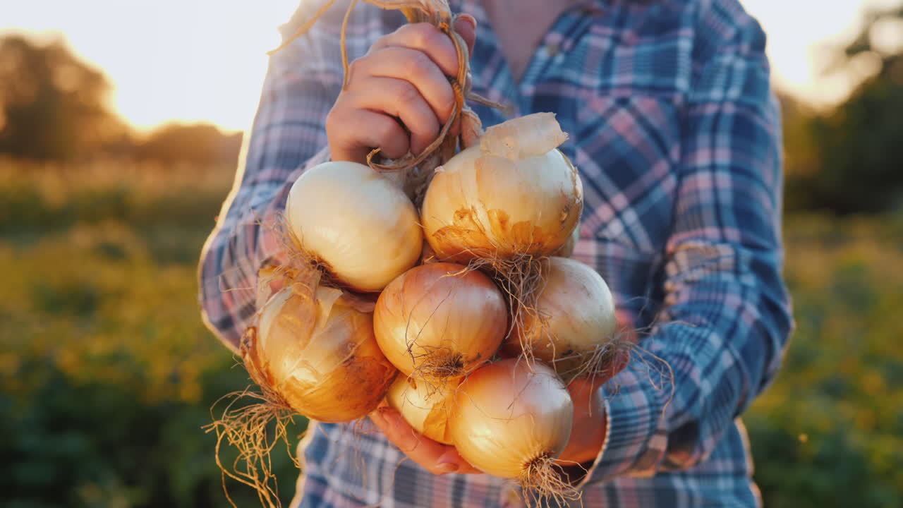 농부는 잘 익은 양파 1의 끈을 보유