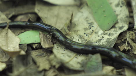 black hammerhead worm crawling left to right through dry foliage in madagascar, close-up shot