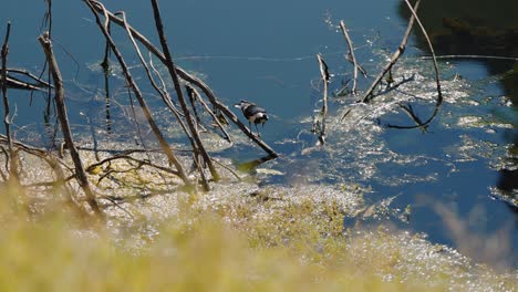 disparo lento de pájaro en el arroyo de ellery gran agujero en el oeste de la cordillera de macdonnell